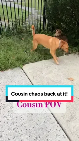 Cousin chaos in FULL SWING! These doggies love their cousin time!🐕🦮🐾🦴#dog #dogsoftiktok #dogs #doglover #dogpark @Sydney Rubino 