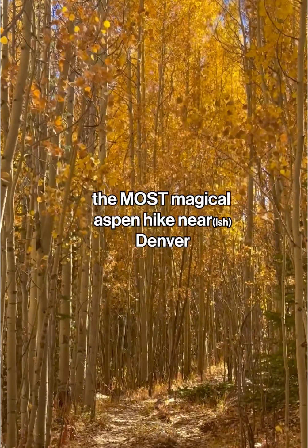 This is by far the most incredible fall hike I’ve been on. The aspens start at around 2 miles in, once the trail opens up, then they continue for another two miles up the valley. Don’t let AllTrails scare you from doing this, you do not need to complete the entire 11 mile trail to see the aspens. Most people turn around at the 2nd creek crossing. Parking on a weekend will be hard, I recommend going EARLY or praying u find a spot while people are leaving mid day 🍁💕 #aspens #fallhike #colorado #Hiking 