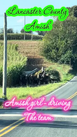 An amish girl and two men cut corn and load it with teams of beautiful goin Lancaster County Pennsylvania- amish country #amish #foryoupage #amishgirls #fyp #farmlife 