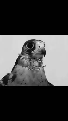 قلبي معاك يازين مسمي❣️#fyyyyyyyyyyyyyyyyyyy #شيلات 