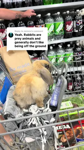 Replying to @Jemma Meet Toad. Rabbit. She is a short haired fuzzy lop. Generation 4.5 and I can’t wait to see how amazing her babies are. She is a bunny bred to be brave. 
