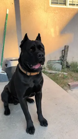 THUNDER WATCHING OVER HIS FAMILY😎#parati #fyp #guarddog #canecorso #dogsoftiktok 