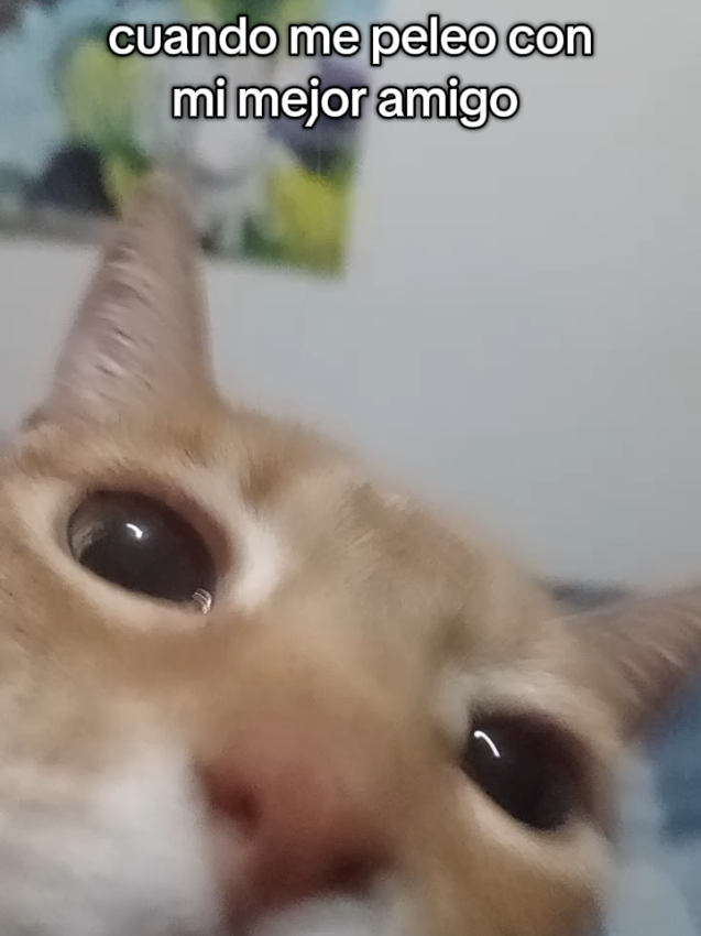 mi amistad puede mas que mi enojo 💪🗣 #fyp #humor #catsoftiktok #gato #trend 