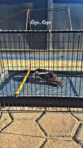 jalak suren bar bar #kicaumania #fypシ #jalaksuren #fyppppppppppppppppppppppp #capcut 