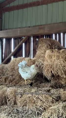 the undercarriage reveal lol #pamela #skynuggets 