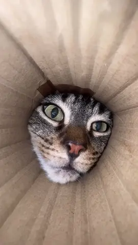 😾 #foryou #Love #funny #cat #viral 