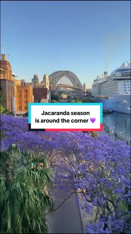 It’s almost *that* time of the year. 💜 Jacaranda season is just around the corner, and it’s one iconic Sydney sight you shouldn’t miss. What are your favourite places in Sydney to see jacarandas in bloom? Drop them in the comments. 👉 Thanks for sharing your #feelnewsydney moment @Rachel 📸🌿, Philipp The One Behind the Camera, Satoko C, Celina Sydney and @Nat Explores. ID: Montage of jacaranda season in Sydney - stunning purple blooms across the city. #jacaranda #springinsydney