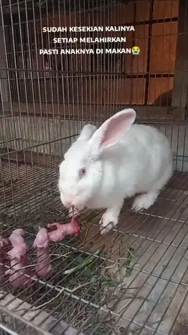 kenapa selalu begini kamu ya😭#kelincipedaging #kelincipedaging_indonesia #kelincihias 
