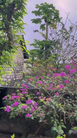 Good morning troops🐓🌞#CapCut #lewatberanda #fyppppppppppppppppppppppp #pemula #ayamfilipin🇵🇭 #ayambali 