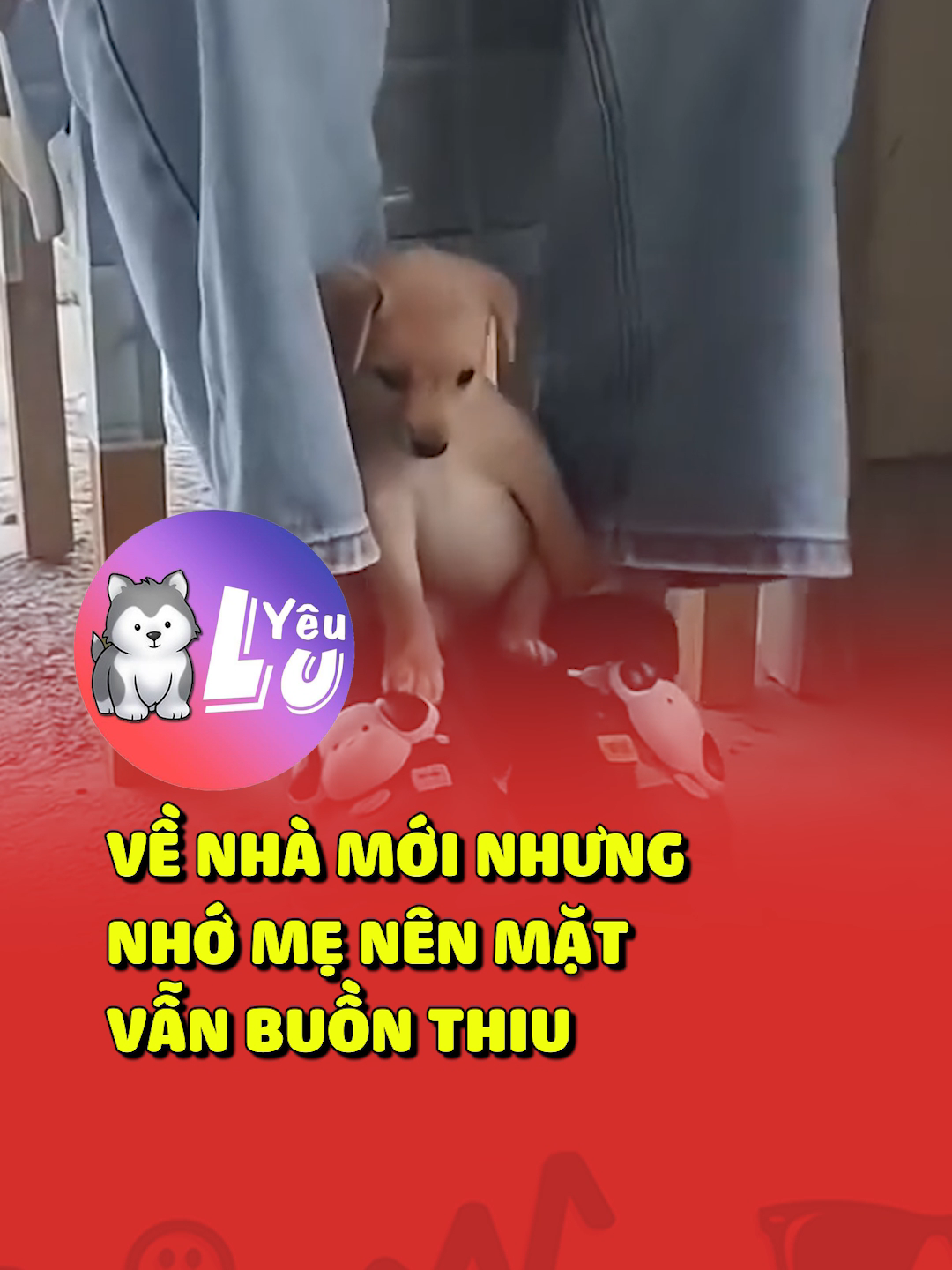 Về nhà mới nhưng nhớ mẹ nên mặt vẫn buồn thiu 😢 #shorts #yeulu