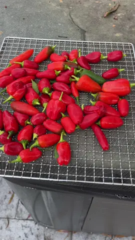 Dehydrating peppers for the REAPER Sawce !!! #LENDYS #hotsauce #dasauce #hotpeppers #vabeach 