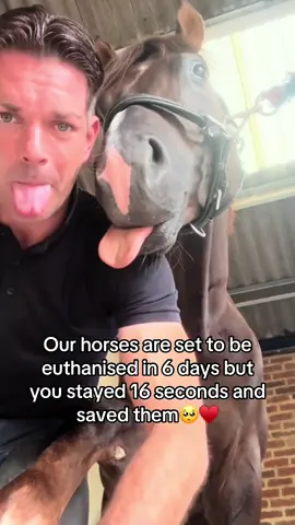 All Postive comments matters 🙏♥️🐎 #horses #savehorses #blankets #SmallBusiness #sanctuary 