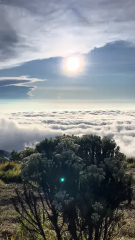 merbabu dengan edelweissnya✨#merbabu #merbabumountain #merbabuviaselo #gunungmerbabu #pendakiindonesia 