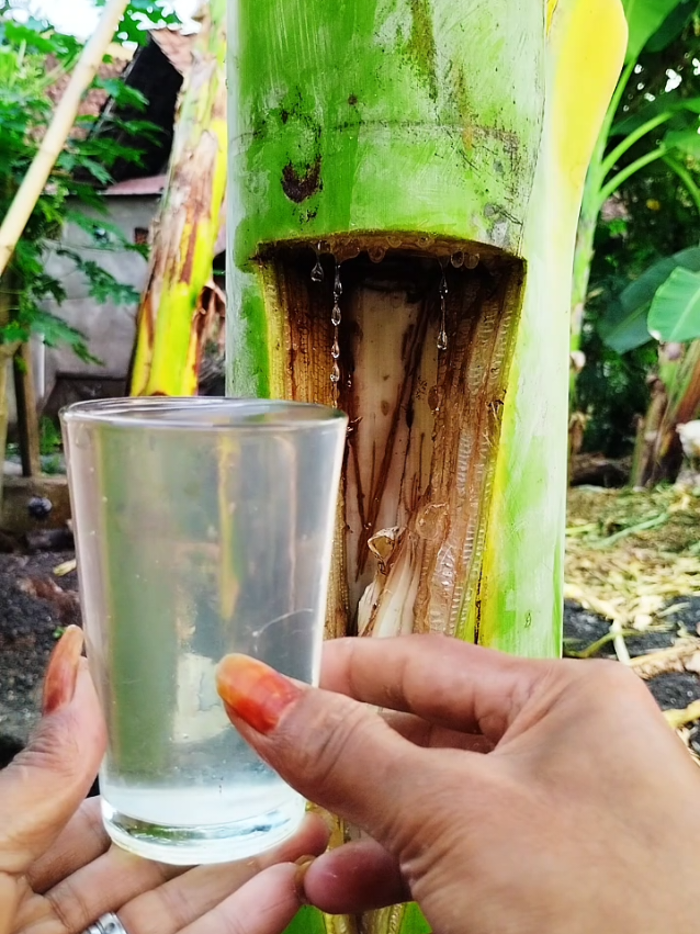 Semua penyakit minggat karena takut air pohon pisang 