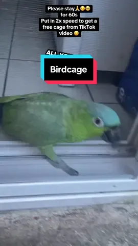 #bird #cage TikTok please let it happen just one time. I really appreciate it. Thank you everybody