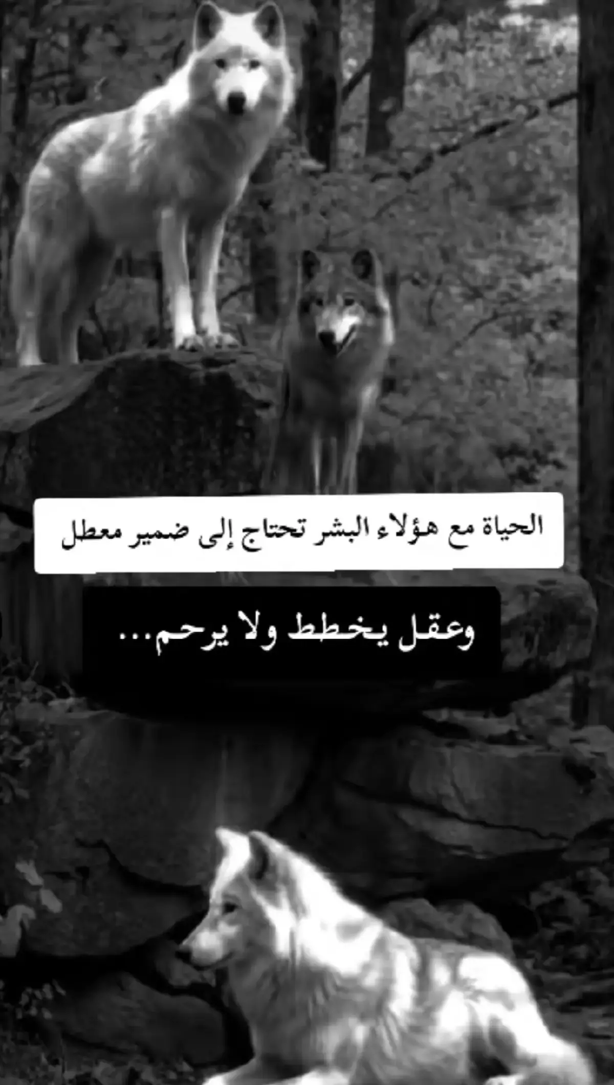 #فولوــــــــــــــــ_متابعه_ــــــــــــــــــــاكسبلور #عبارات_جميلة_وقويه😉🖤 #تصميم_فيديوهات_اقوي #اكسبلورexplore 