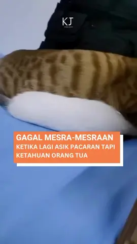 Romantis kucing 😻 #meme #kucinglucu #kucingoren 