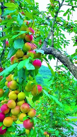 #creatorsearchinsights #trending #foryou #allah1000kviralvideo❤️🥰 trending#viraltiktokvideo Suggested title and hashtags Title: Unleash Your Inner Star: Create the Next Viral Hit! , , , , For _vrel❤❤🆚💬