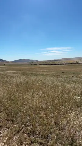 Custer state park Buffalo round up 2025 #fyp #cowboylifestyle #fouryou #socool #trending? 