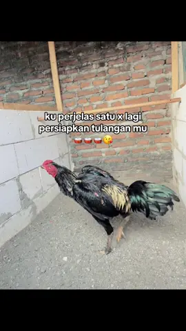 bercanda bos😝#pamajapan #pamaiq #pamaiqline #pamaxkoy #fyp 