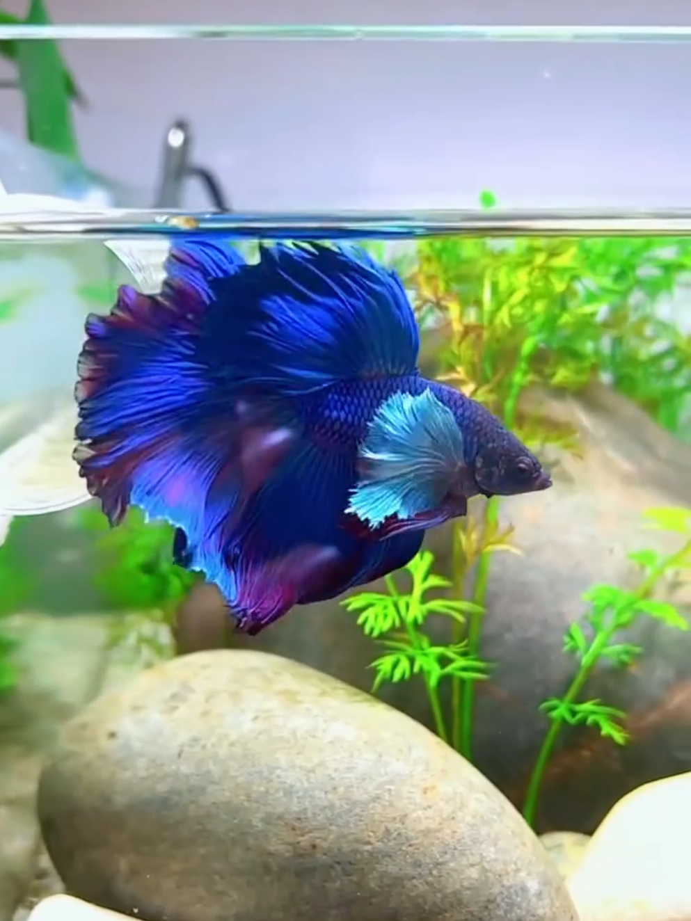 Talisay Extract for your Betta Fish #tiktokshop #petsupplies #fishtank #aquarium #bettafish 