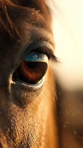 the moment everything slows down 🐎✨  #horse #aesthetic #horselover #horseriding #equestrian 