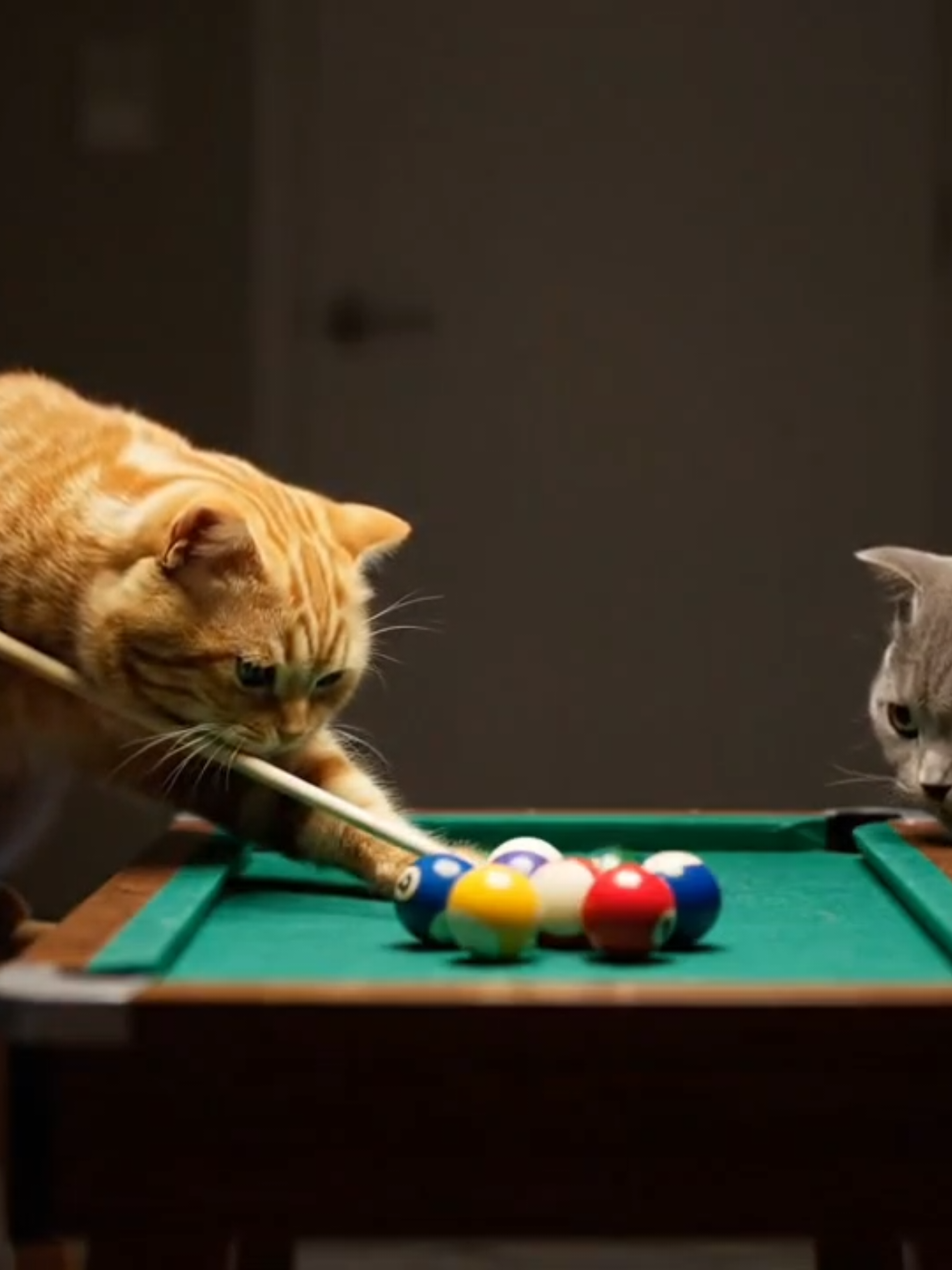 “Midnight billiard championship: Oyen vs Abu 🎱😹” #kucinglucu #oyen #abu #kucingindo #kucinggemoy  