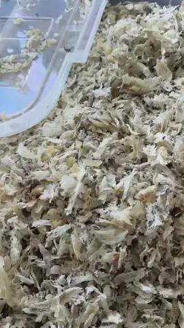 #yênsao#yênhuongyensao#yên vụn. ít lông 