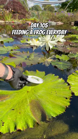 Day 105 Feeding A Frog Everyday 🐸🪱 #frog #frogpond #koipond