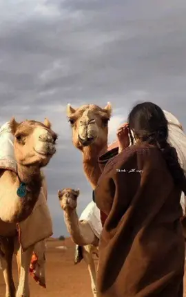 #القبه_درنه_عين_ماره_البيضاء_طبرق_بنغازي #الشاعر_منصف_التواتي #شتاوي_وغناوي_علم_ع_الفاهق❤🔥 #عالفاهق💔🔥 #اكسبلورexplore #شعراء_وذواقين_الشعر_الشعبي #شعر_ليبي 