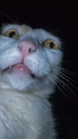 Meow #oopygoopy 