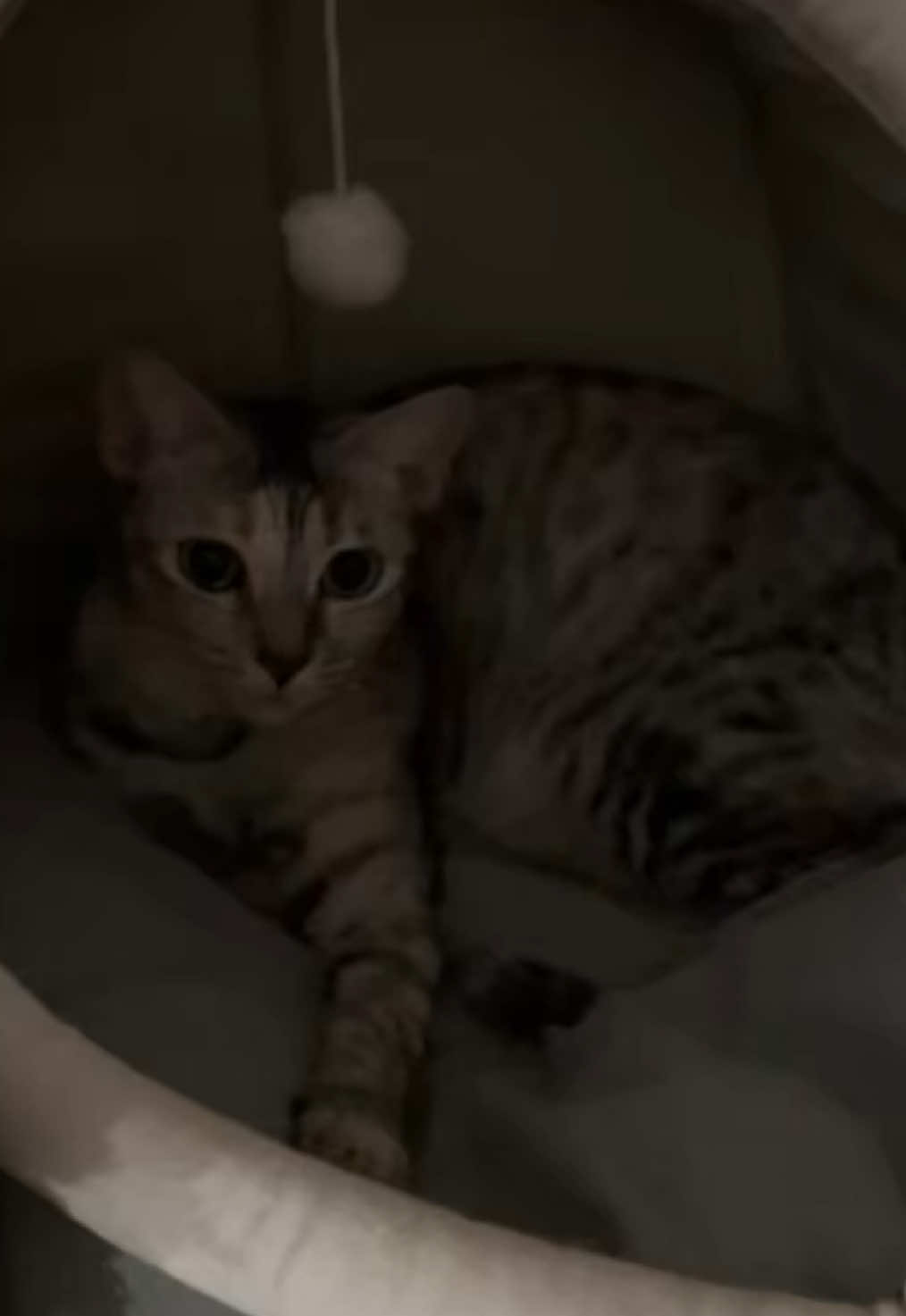 Sanaol masarap ang buhay #catvideo #catsoftiktok #marielleeeeeyyy 