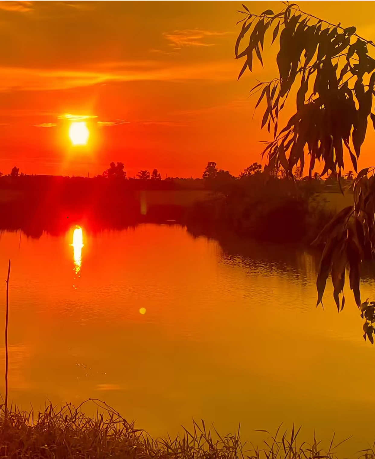 Trăng sầu gọi bến sông buồn… #binhyen🌾🌴 #phongcanhthiennhien #chillmientay #mientayquetoi #netdepquehuong 