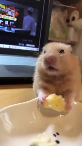suprot aku gess #hamster #cute #viral #pet #fyp  sc.easonie1