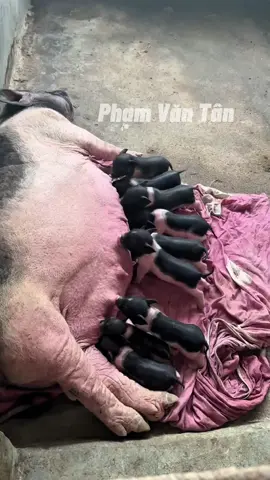 Mọi người thấy em út đâu không ạ#channuoi #channuoiheo #real #xuhuong 