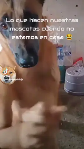 #mascotas #mascotastiktok #perros #gatos #gatitos #mascotasdetiktok #perrostiktokers #perritos  #perrosgraciosos #perrito #perritostiktokers #gatito #gato #gatostiktok #gatitos_haciendo_cosas #mascota #baile #bailes #Cumbia #🇲🇽#🇨🇳#🇩🇪#🇷🇺#usa 