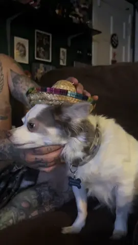 #benji #chihuahuashihtzu 