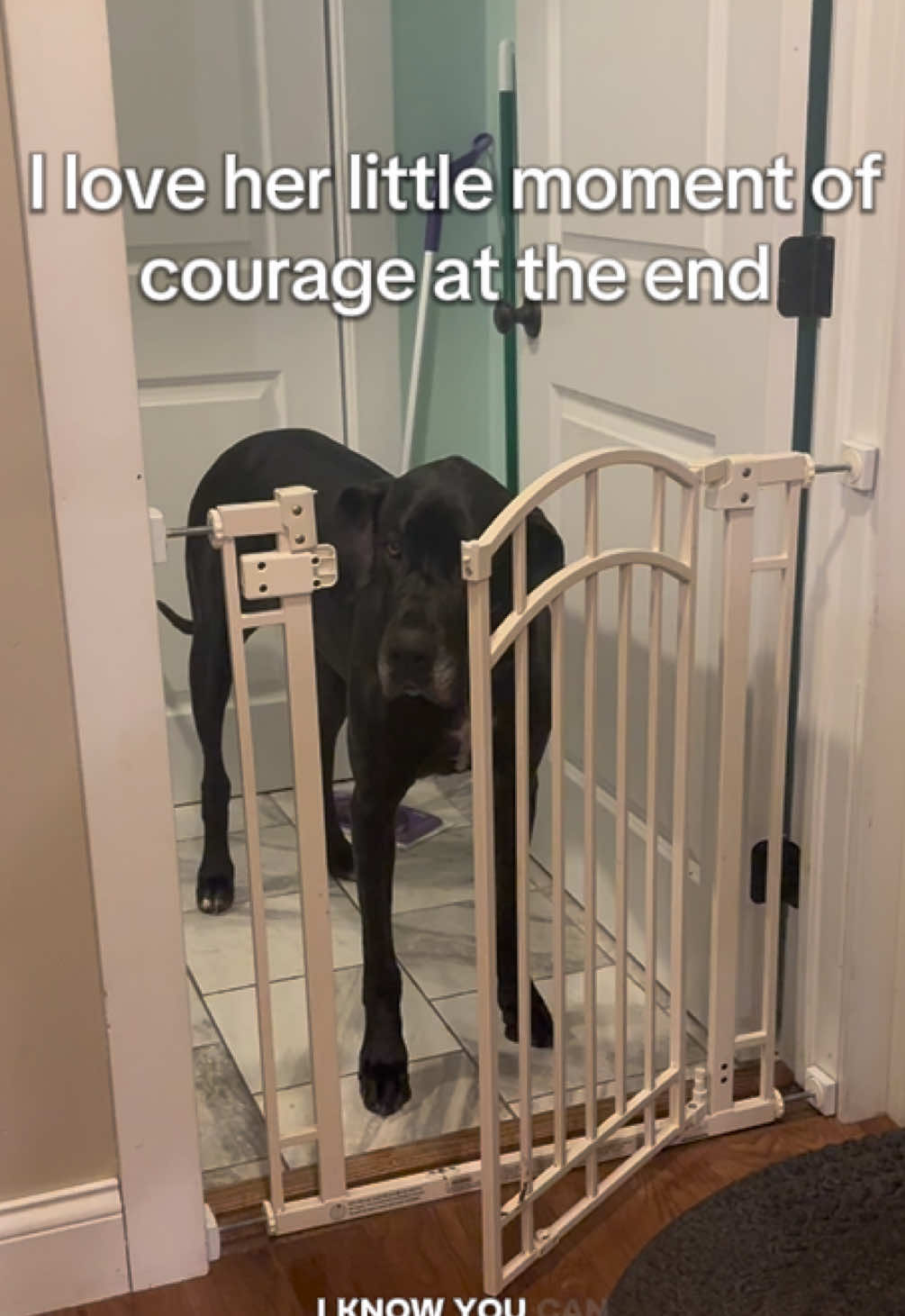 We thought we were getting a Great Dane but instead we got a Scaredy Cat 😅 #greatdane #scaredydog #cowardlydog #funnyanimals #fyp 