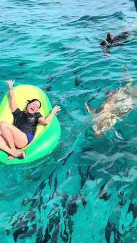 กิจกรรมถ่ายภาพกับ Nurse Shark สนุกมากกกกกกกก มีจนท.ประกบตลอด  ขอบคุณทางโรงแรมที่มีกิจกรรมนี้ค่ะ #hardrockmaldives ขอบคุณหนุ่มใต้ และมี้ ที่บันทึกคลิปไว้ค่ะ💚 @Tanya liyah  @Porshe_Sirichai 