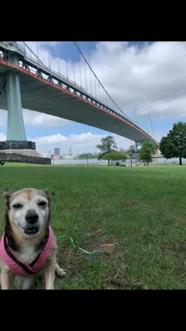 #LanguageLearning @Nahobino 