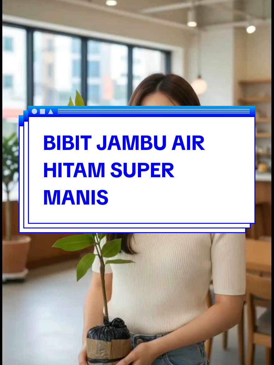BIBIT JAMBU AIR HITAM SUPER MANIS