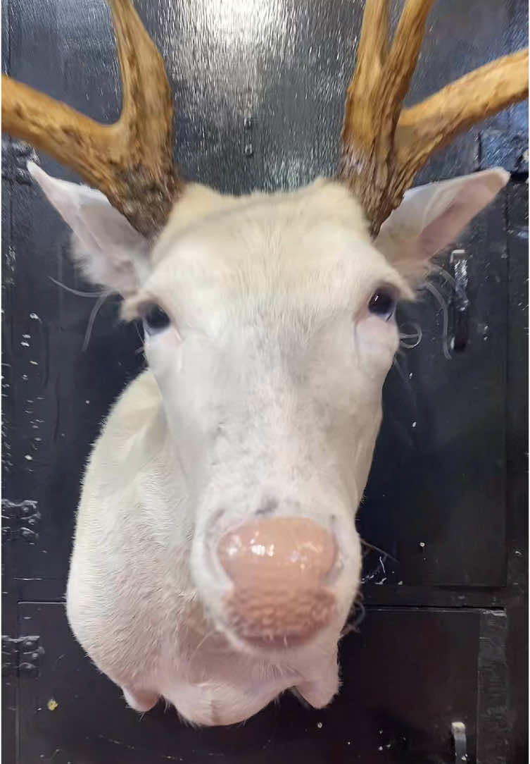 🦌 Shine is his name ✨ #breederbuck #deerseason 