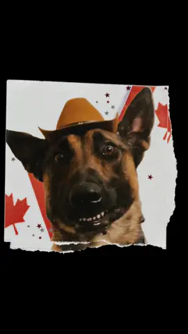 @Steph-RaisingHell.Hounds🇨🇦 it was truly a pleasure to get to spend time with you, and Tove and Badger. Thank you for giving Tartar the opportunity to do the most ❤️.   I am so excited and honored to see you both grow together. #reptardoescanada #LanguageLearning #workingdogs #realdealdogtraining #ruffiank9training