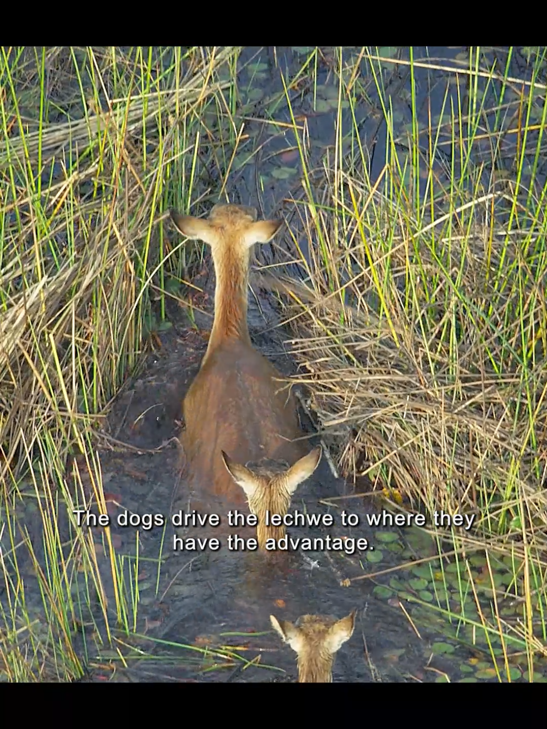 #animals #fyp #tiktol #foryoi #lechwr #africanwilddog 