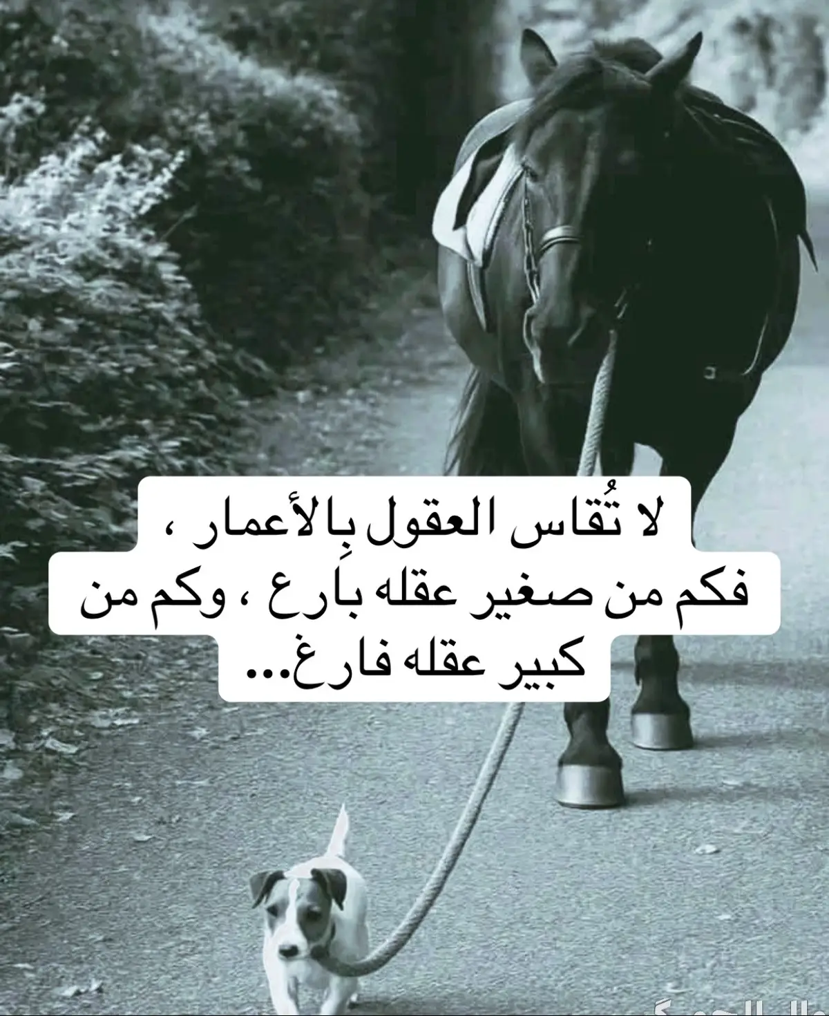 #معجزة_الرفاعي 