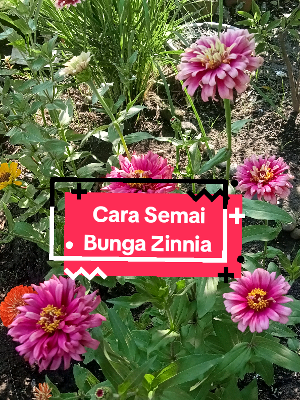 Membalas @jesica_748 Hai Kak! Menanam zinnia itu seru banget, dan caranya super simpel. Cukup pilih bunga zinnia yang sudah kering, karena bijinya sudah tua untuk disemai. Boleh langsung sebar di tanah atau bisa disemai dulu di wadah biar lebih terkontrol. Kalau sudah tumbuh tinggal dipindahkan deh ke tempat yang paling cantik di kebunmu. Selamat mencoba ya, semoga berhasil! #semaizinnia #zinnia #menanamzinnia #carasemai #happygardening 