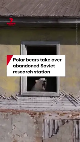 A cheeky group of polar bears have taken over an abandoned Soviet research station in Russia. #polarbears #russia #soviet #polarbear #bears