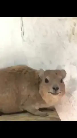 Prairie dog screaming #prairiedog #funny #