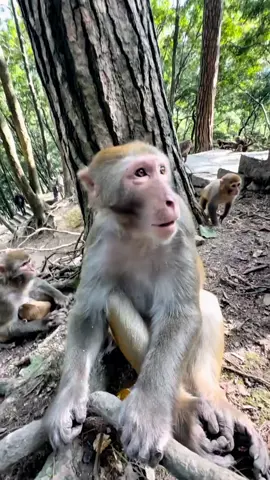 #fentysuperbrandday #tiktok #monkey #foryou 