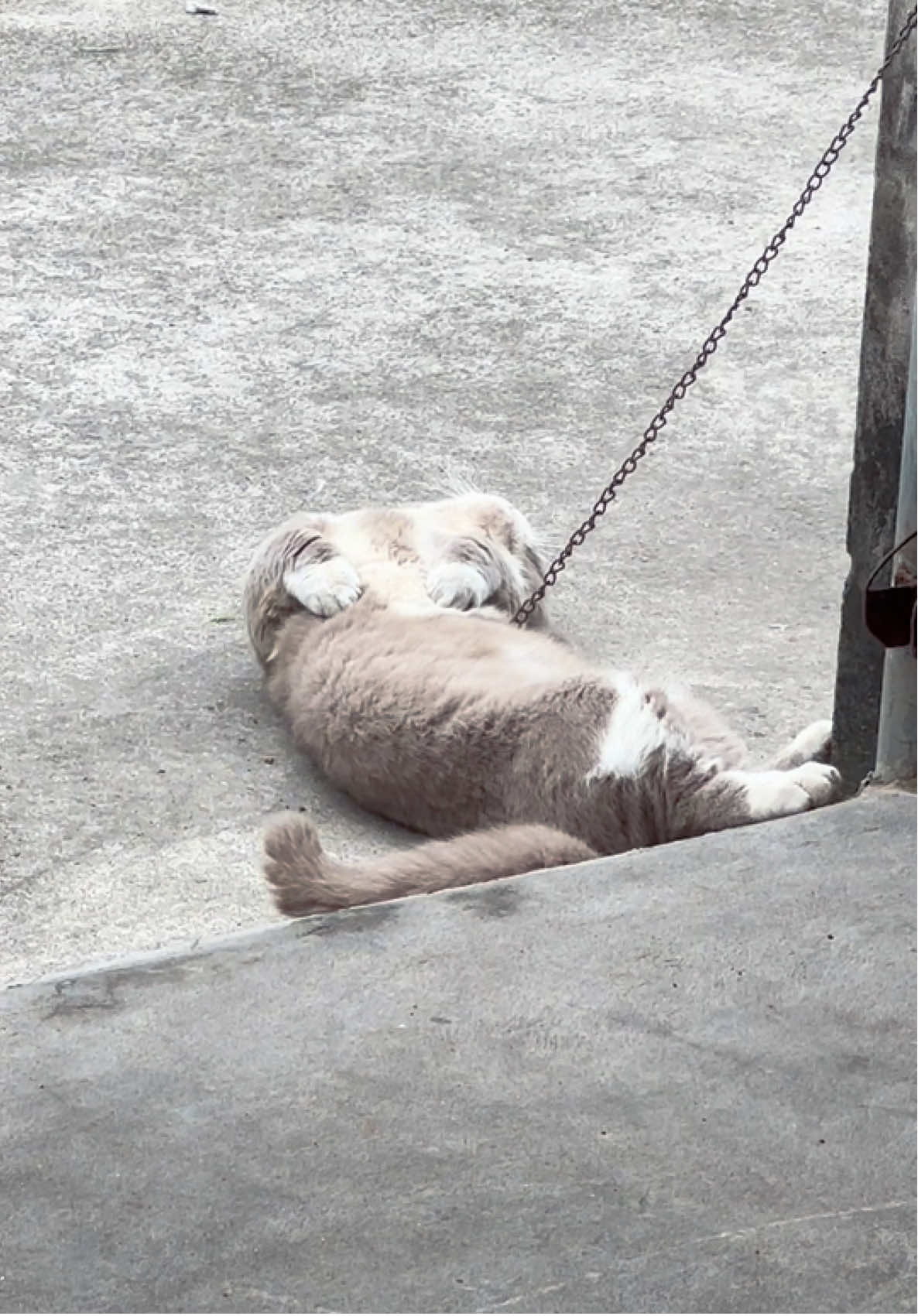 triệu hạt mưa không hạt nào rơi nhầm chỗ, mèo bị xích không con nào là oan #tiktok #cat #funny #xuhuong #fyp 